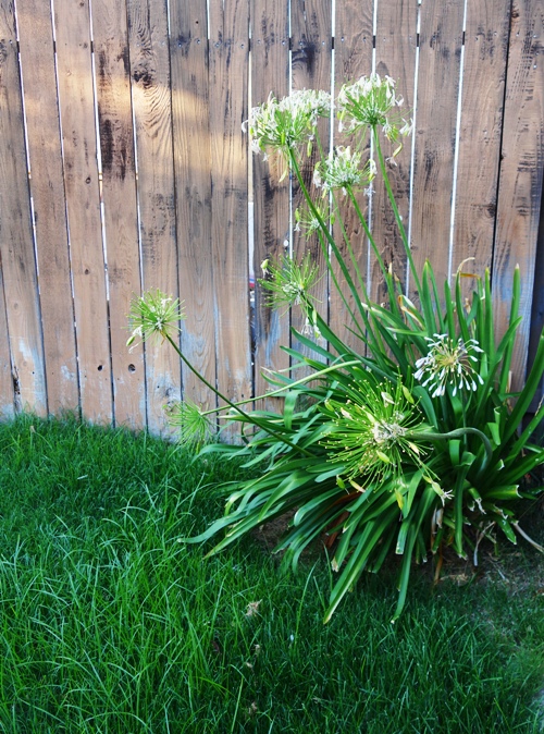 Agapanthus, Tall Grass, flowers, grass, mowing yard