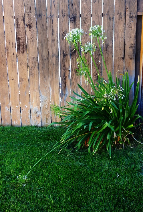 Mowed Yard, Dying Agapanthus blooms, agapanthus, Green Grass, Backyard