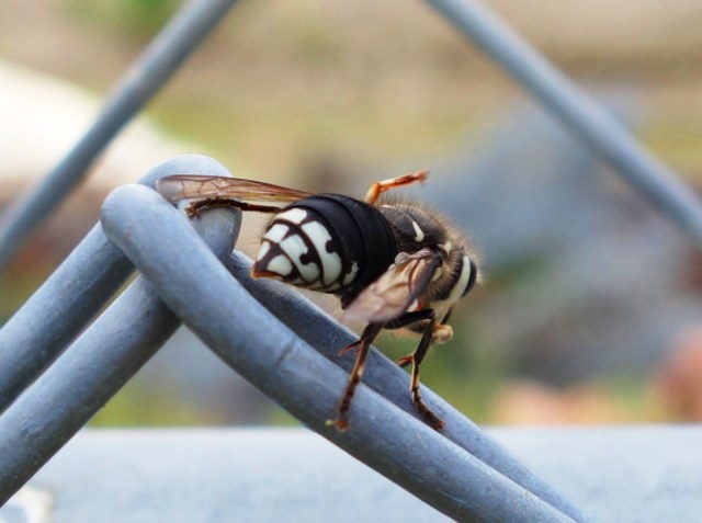 Closeup of Bee, Toronto, Canada, Bee on Chain Link Fence, Creepy Creature