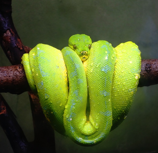 Green Tree Python, Toronto Zoo, Toronto Canada, Tree Snake. Snake closeup