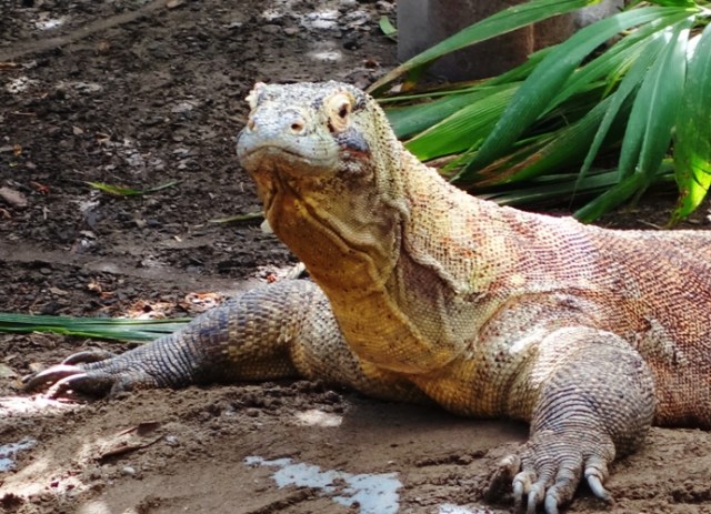 Komodo Dragon, Toronto Zoo, Largest Lizard