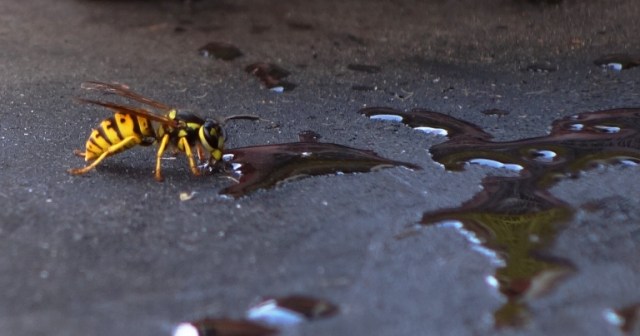Yello Jacket, Wasp, Creepy Critter, BBQ, Water Droplets
