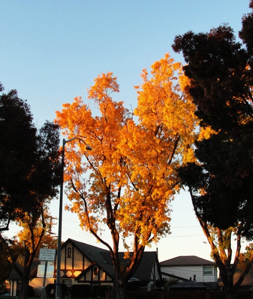 Yellow Leaves, Fall Color, Tracy California, Library, Golden Color, Fall Evening Light