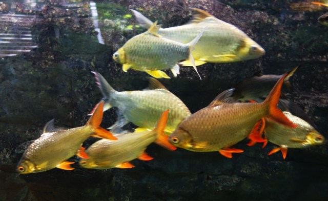 Tinfoil Barb,  Barbodes schwanenfeldii, Toronto Zoo, Fish at the Zoo