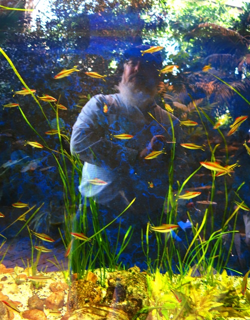 Cardinal Tetra, South American Fish, Aquarium Fish, Toronto Zoo,  Paracheirodon axelrodi 