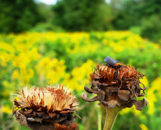 Bug on Thistle, Field of yellow flowers, flora and fauna, Toronto, Canada