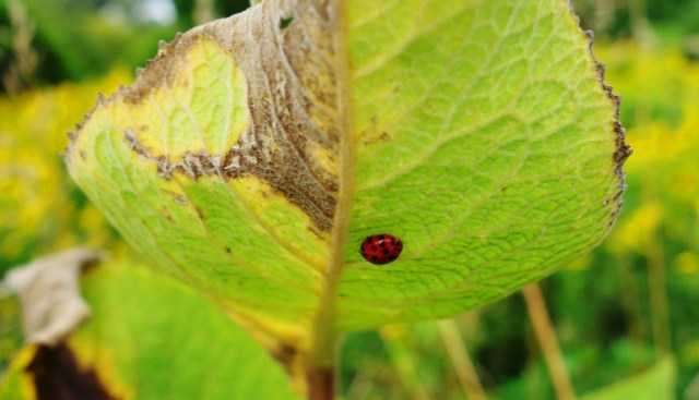 Ladybug on Leaf, Flora and Fauna, Toronto, Rowntree Mills Park