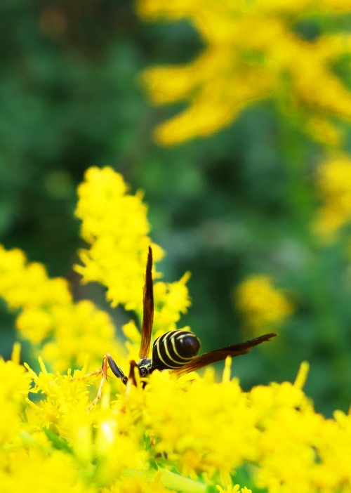 Hornet, yellow flower, humber river, toronto parks, canada