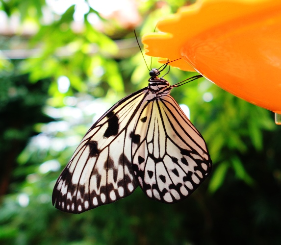 Paper Kite Butterflies, Idea leuconoe, Toronto Zoo, Maylayan Woods Pavilion