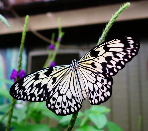 Paper Kite Butterflies, Idea leuconoe, Toronto Zoo, Maylayan Woods Pavilion