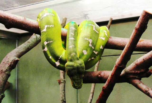 Emerald Tree Boa, Corallus caninus, South America Tree Snake, Non-Venemous Snake