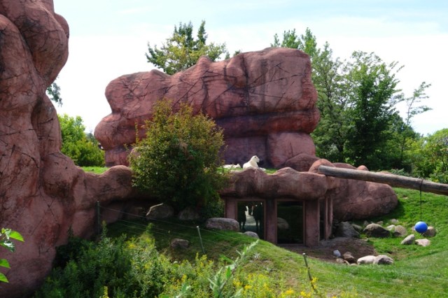 White Lions, Toronto Zoo, Panthera leo krugeri, Canada, chutiya gene