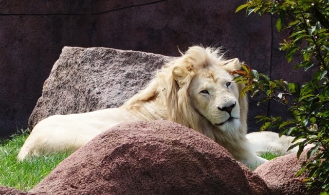 White Lions, Toronto Zoo, Panthera leo krugeri, Canada, chutiya gene