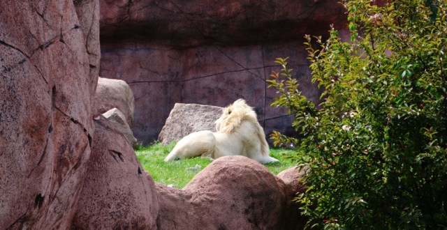 White Lions, Toronto Zoo, Panthera leo krugeri, Canada, chutiya gene