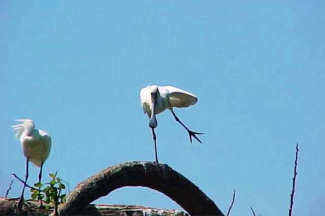 Ranganthittu Bird Sanctuary, spoonbill, cauvery River, Wildlife, Birds