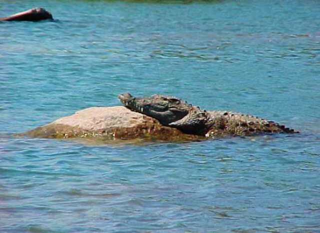 Ranganthittu Bird Sanctuary, Muggers, Mugger Crocodile, Crocodylus palustris, marsh crocodile