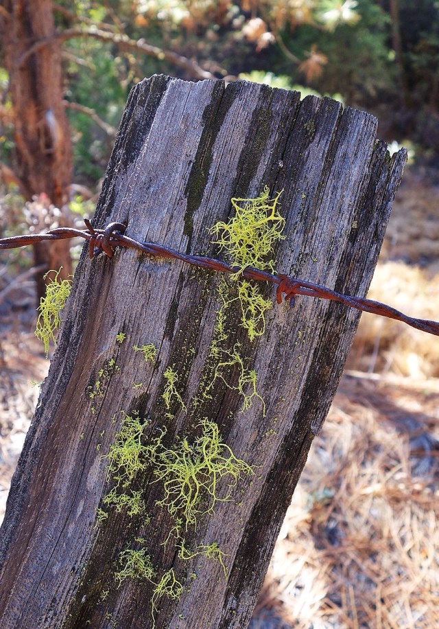 Mossy Post, Groveland, California, Foothills, Sierra Foothills