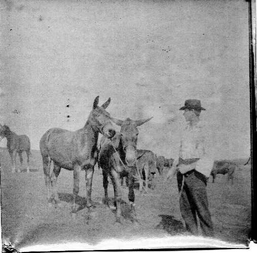 Mules, Iowa Mules, Great Grandfather, 1890's Snapshot, Farm Picture