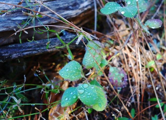 Dew on Leaves, Tuolumne county, Pine Mountain Lake