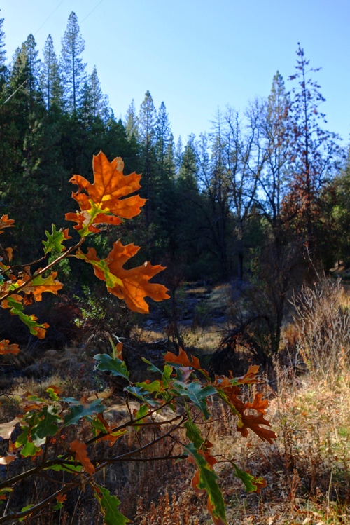 Orange Leaves, Big Creek Trail, Tuolumne Woods, Creek Bed, Colorful Leaves