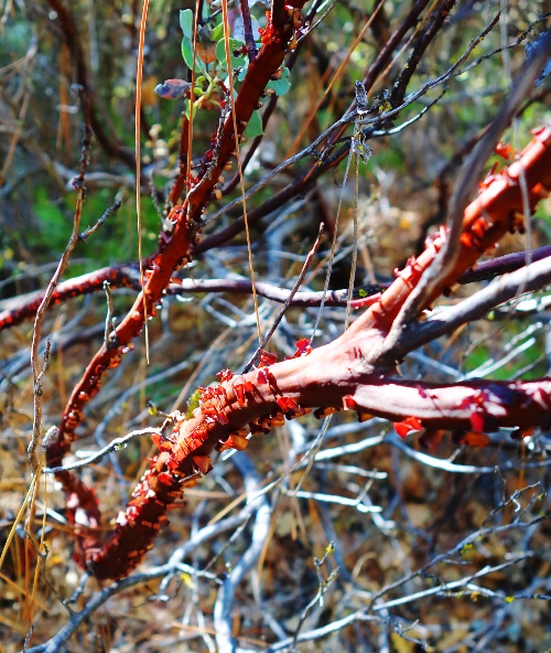 Manzanita, Red Bark, Arctostaphylos