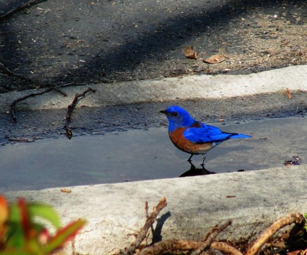 sialia mexicana, Western Bluebird, Winter Storm