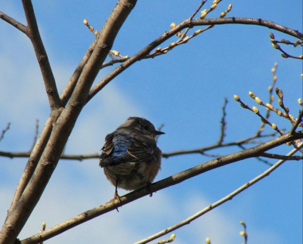 sialia mexicana, western bluebird, birds, thrush