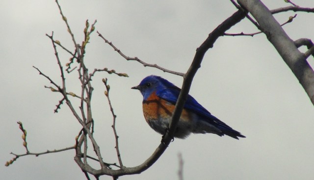 sialia mexicana, western bluebird, bird in tree