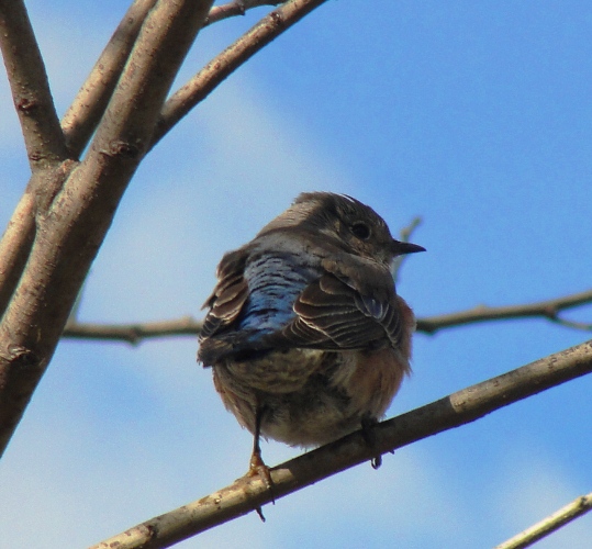 Western Bluebird, Fluffed Feathers, Winter Day