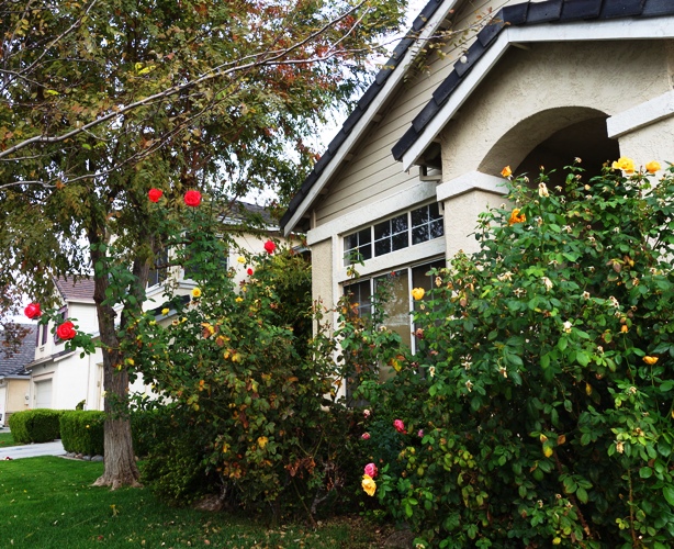 November Roses, Fall Color, Rose Bushes, Tropicana Rose