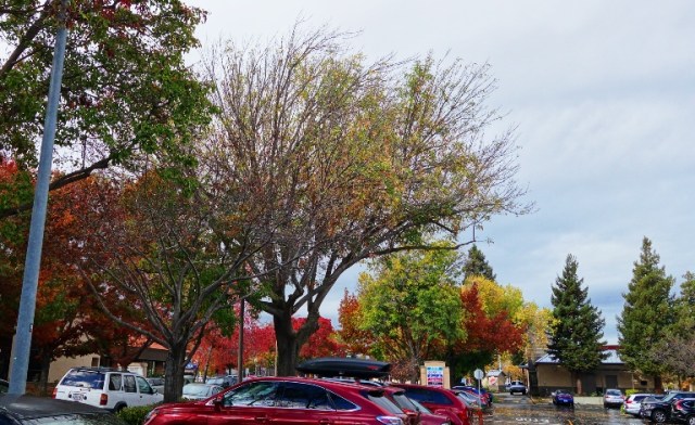 Colorful Trees, Fall, Late Fall, Fall Color