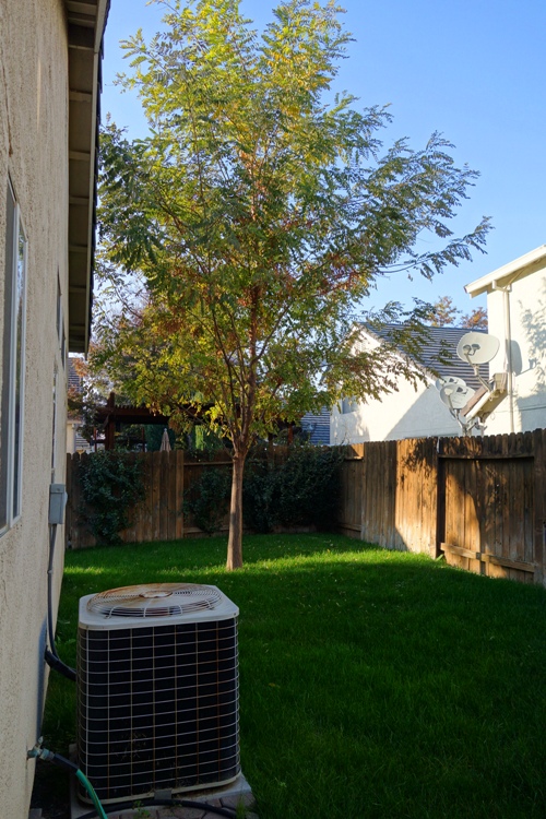 Backyard, Mowing the Yard, yard work, fall color