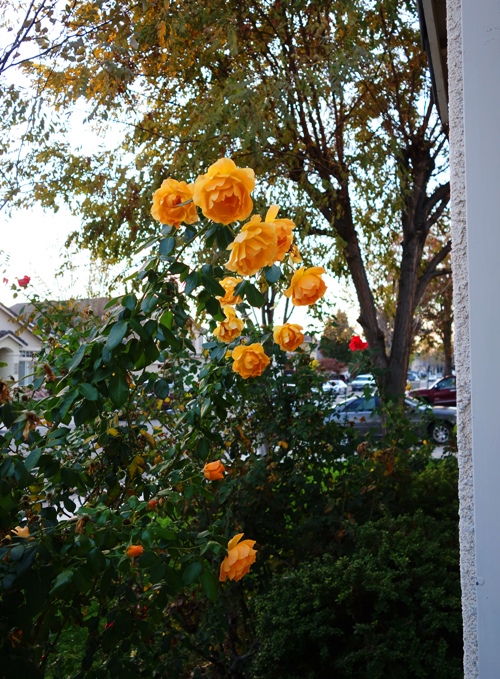 Yellow Roses, November Roses, Thanksgiving Roses, Winter Roses, Pruning Roses