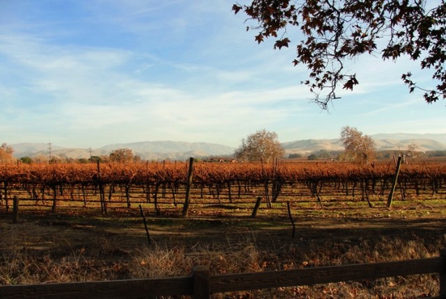 Colorful Vinyard, Livermore Hills, December color, Scenic Livermore