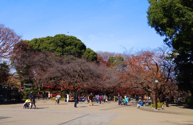 Cherry Trees in Fall, Ueno, Japan, Change in Seasons