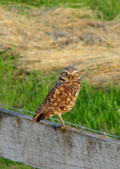 Burrowing Owl, Hoot, Newbery Honor Book