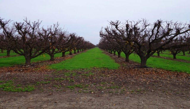 Late Fall Orchard, Rainy Season, Grass between trees in orchard, winter grass