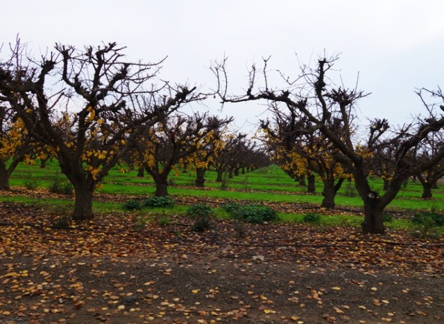 Orchard, Late Fall Trees, Green Grass in orchard, Yellow Leaves