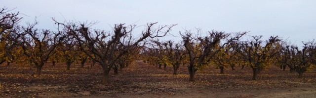 Orchard in fall, orchard in winter, Orchard Country