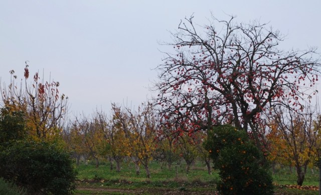 Cherry Orchard, Late Fall, Colorful trees, Persimmon Tree
