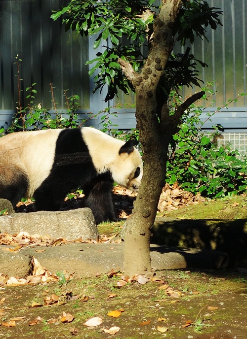 Giant Panda, Ueno Zoo, Shin Shin, Ri Ri