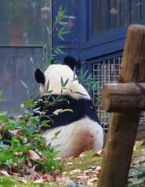 Giant Panda, Ueno Zoo, Japan, Tokyo Zoo, Bamboo