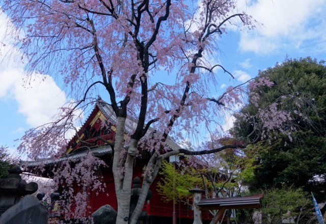 Spring, Ueno, Cherry Blossoms, Ueno Japan, Spring in Japan