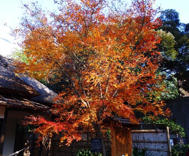 Fall Color, Trees, Ueno Zoo Trees, Beautiful Tree