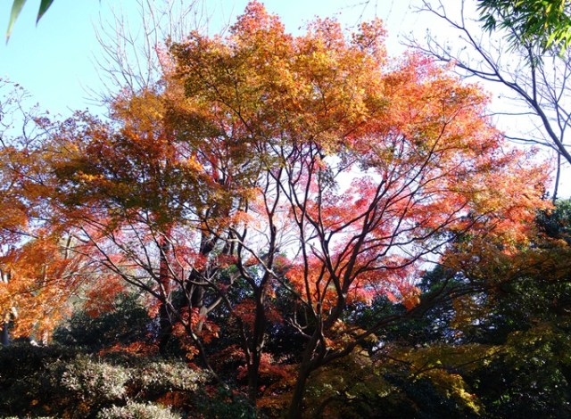 Colorful Trees, Fall Color, Ueno Zoo, Japan, Red and Yellow Leaves