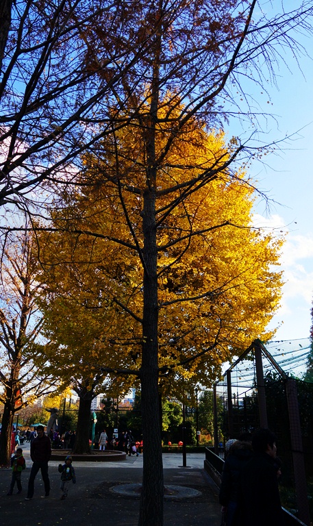 Yellow Tree, Yellow Leaves, Trees at the Zoo, Ueno Zoo, Tokyo, Japan