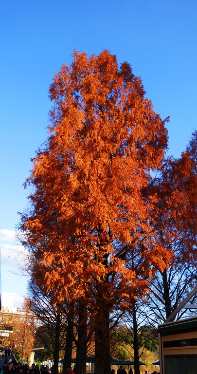 Tall Tree, Red Leaves, Fall Color, Ueno Zoo, Tokyo, Japan