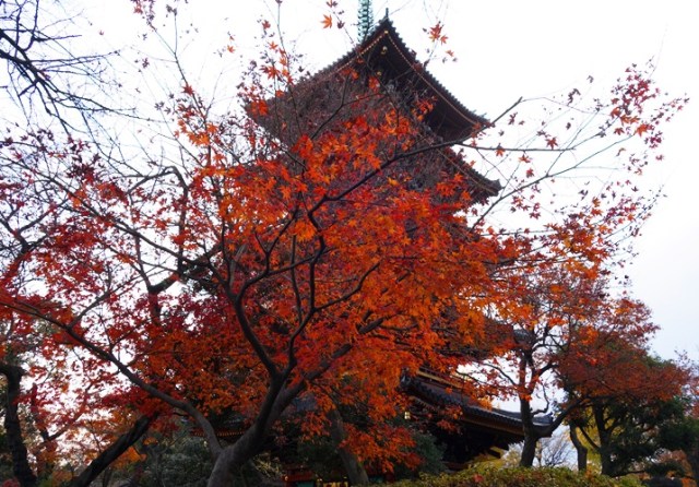 Red Tree, Red Leaves, Pagoda, Ueno Zoo, Tokyo, Japan