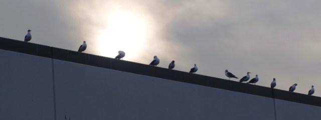 Sea Gulls, Birds on roof, Sunrise Birds
