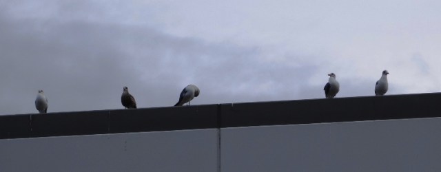 Seagulls, Birds on Roof, Seagulss on roof